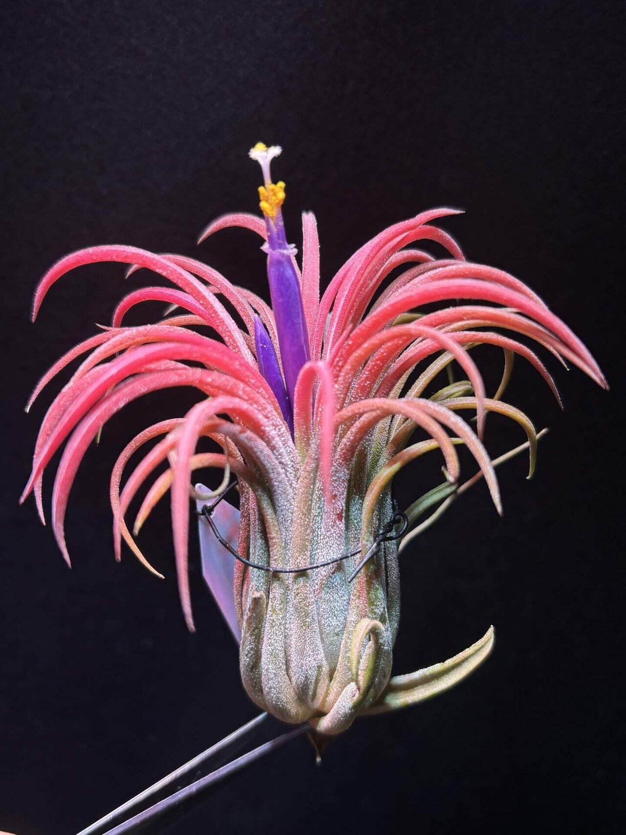 T. ionantha tall velvet 石化 綴化 T. ionantha tall velvet 石化 綴化 T.ionantha