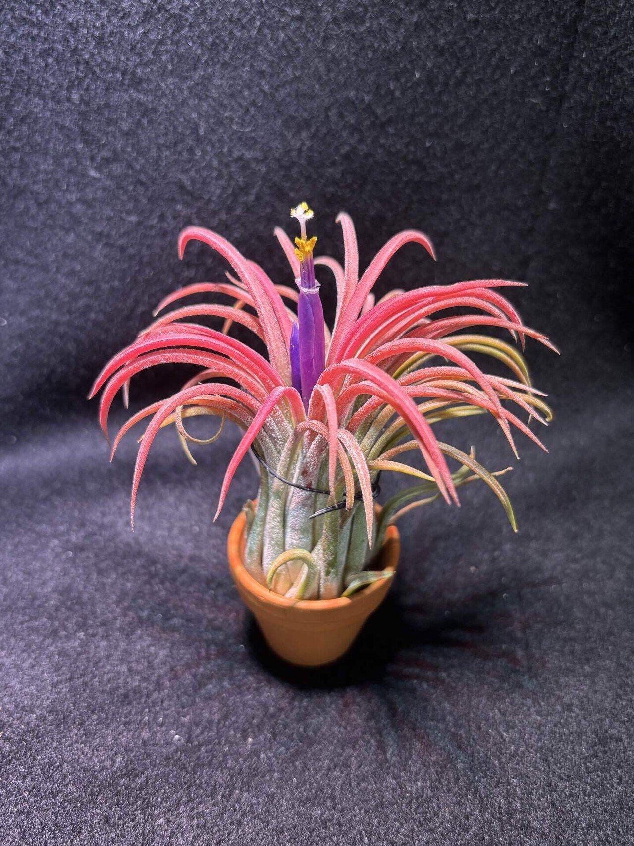 T. ionantha tall velvet 石化 綴化 T. ionantha tall velvet 石化 綴化 T. ionantha tall velvet 石化 綴化