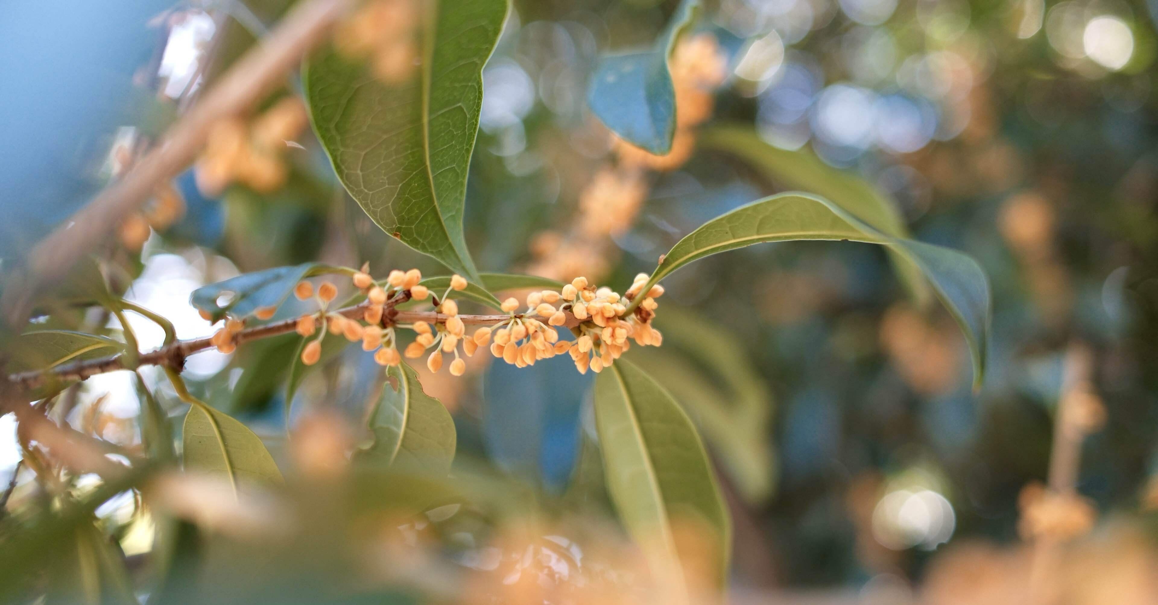金木犀の香りに誘われて｜Kako｜日常を旅する写真家