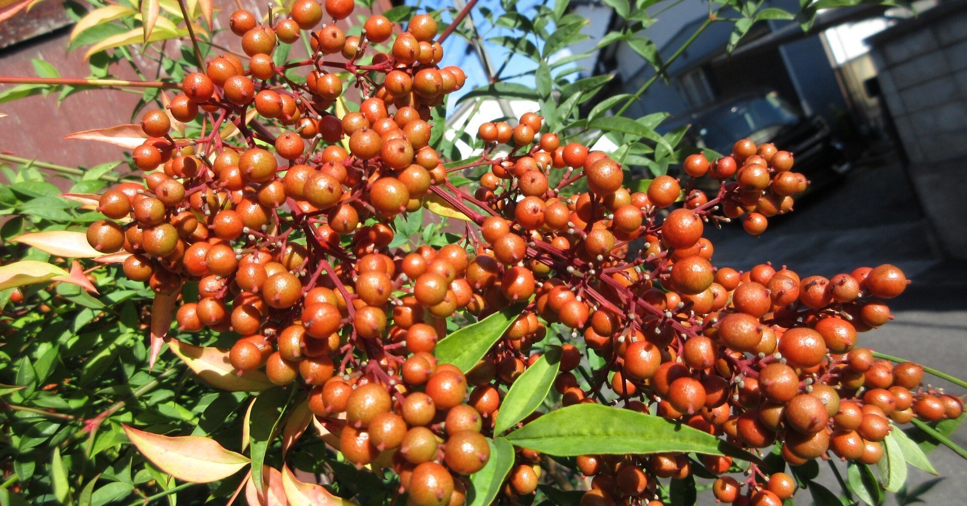 南天がたくさん実ってくれました。｜ミニチュアちいさん