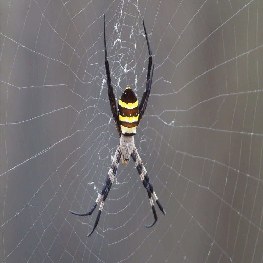 クモ図鑑の定番「ネイチャーガイド 新訂日本のクモ」はここがすごい