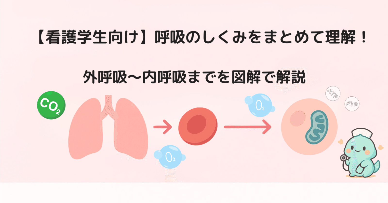 看護学生向け】呼吸のしくみをまとめて理解！｜看護学生の勉強部屋