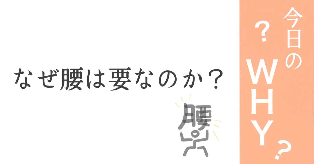 今日のWHY?なぜ腰は要なのか?🍑桃汰|WabiSabi MIU∞TOTA