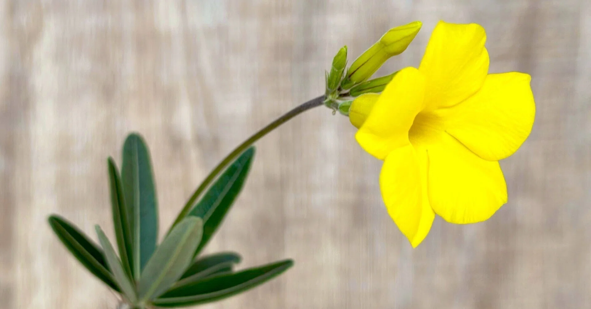 季節外れのグラキリスの花｜暇人