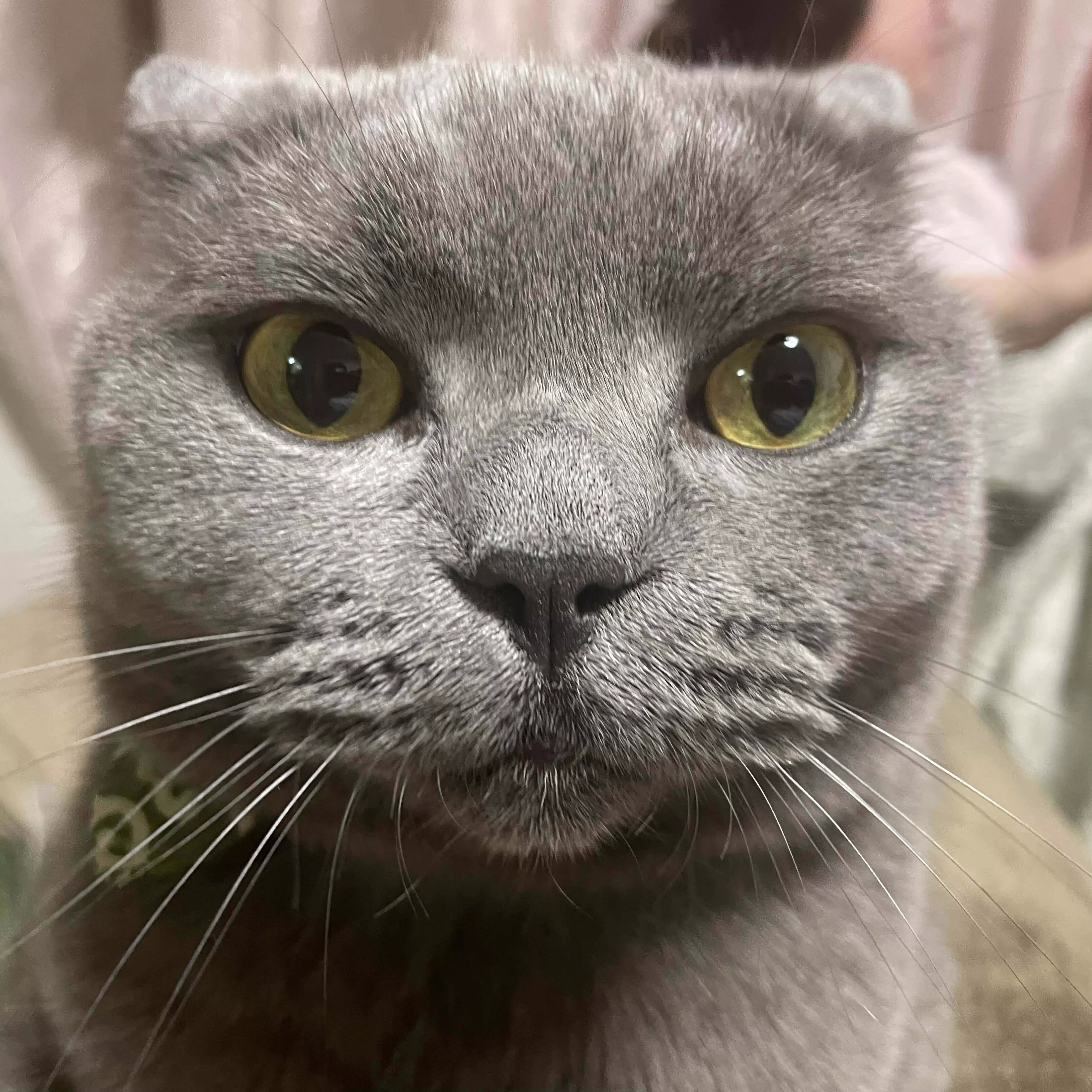 ちょばお😺　　Fukushimaらーめんまいすたー