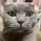 ちょばお😺 Fukushimaらーめんまいすたー