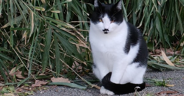 京本大我さんがまるでMVの男の子！SixTONES「フィギュア」披露