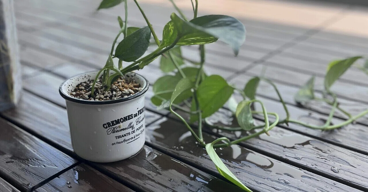 葉っぱがくたっとした朝、あなたはどうする？」🌱｜🌿ロロ|ハッパ男子