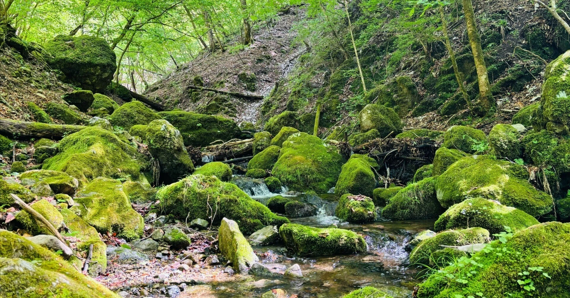 山歩きと写真 - 御岳山｜辻田 弘基