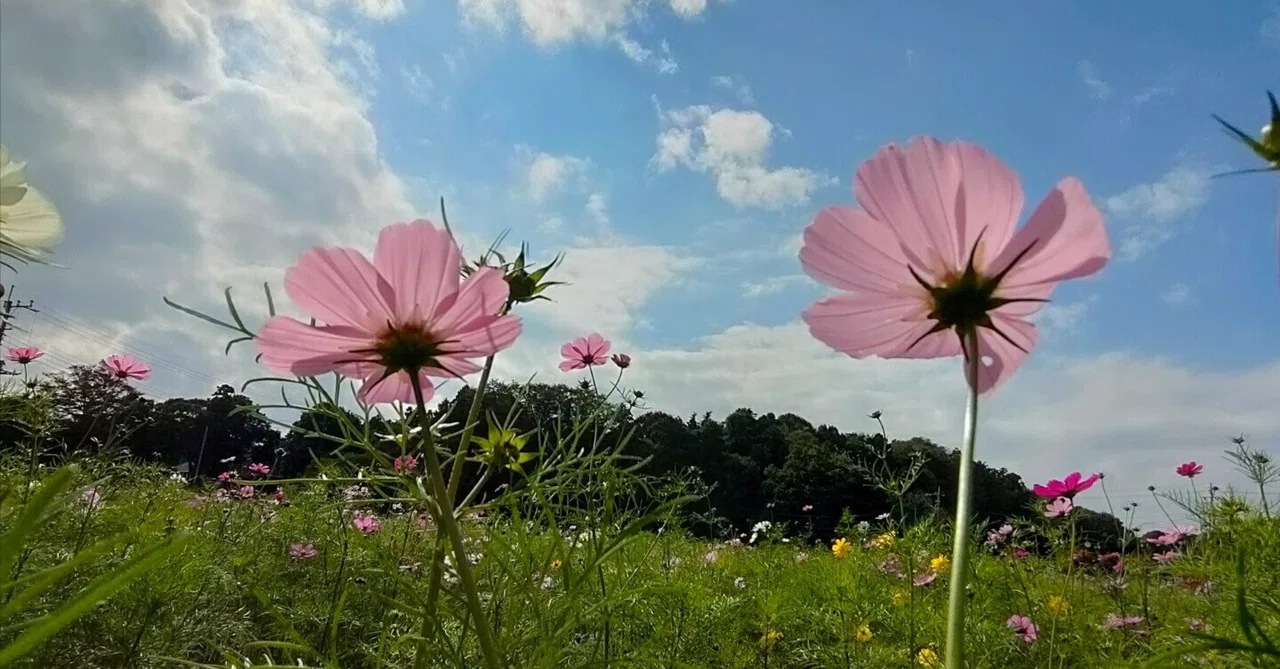 める散歩：202510 あけぼの山農業公園｜めるに