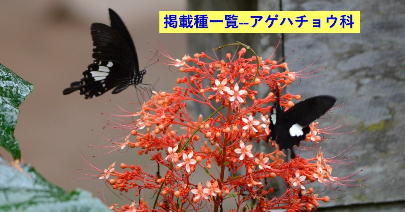 アゲハチョウ科 掲載種類一覧｜Tropical Delights Lover