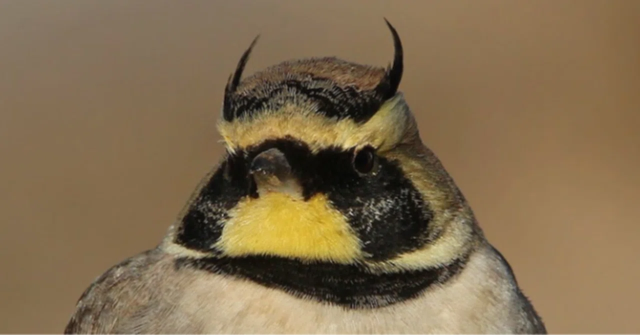 シカゴでバードウォッチング！】 Horned Lark ｜ローリー