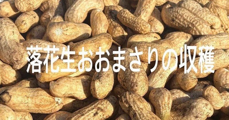 落花生おおまさりの収穫