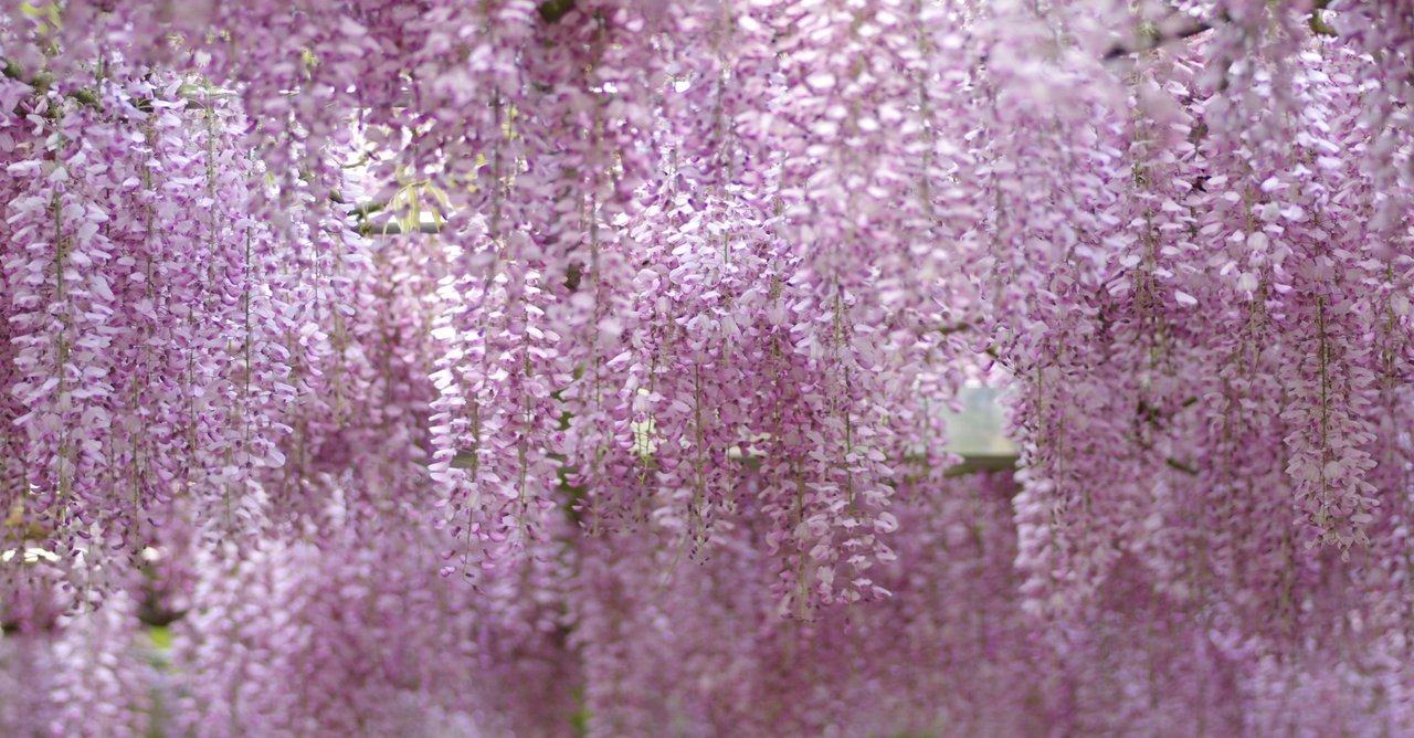 源氏物語の色 5 若紫 紫の意味 Shibunori Note