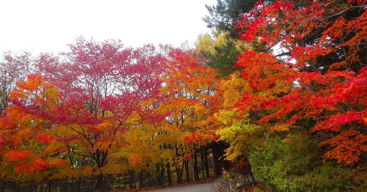 紅櫻公園の紅葉(2025.10.30)｜北海道さっぽろ観光案内所