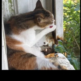 はるメロ