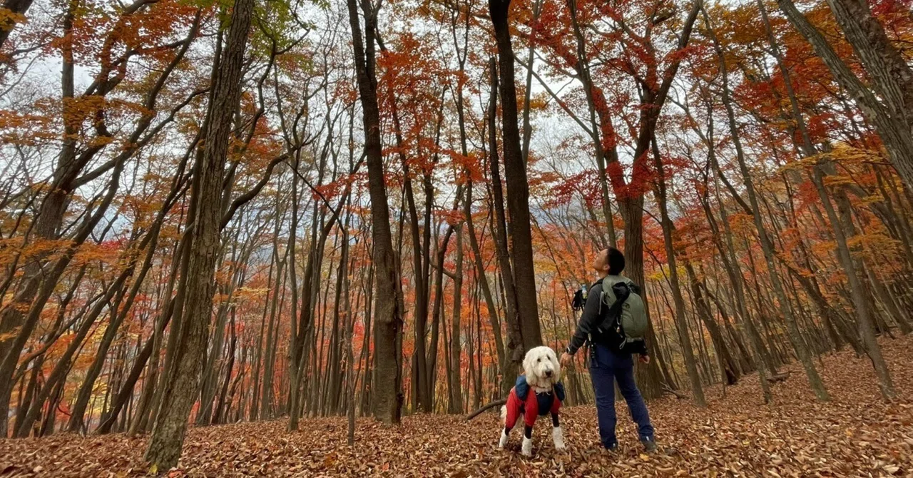 The Autumn I Spent Searching for Deep Red Low Mountains | Wrapped in ...