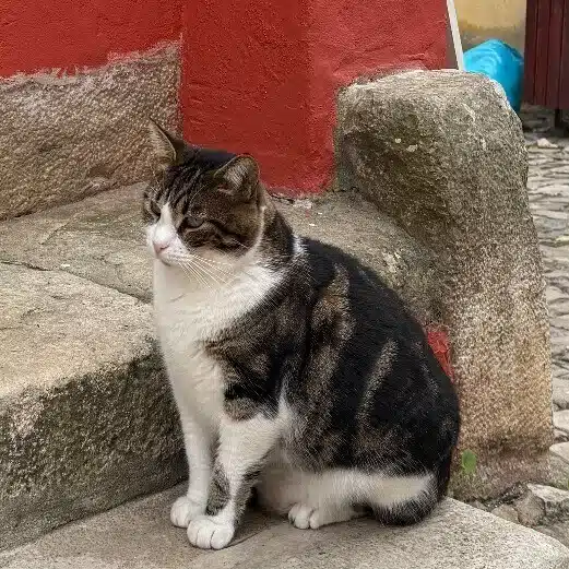 葛上あお