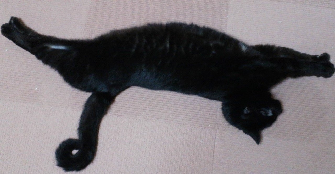 虹の橋を渡る3日前の奇跡 ともえねこ Note