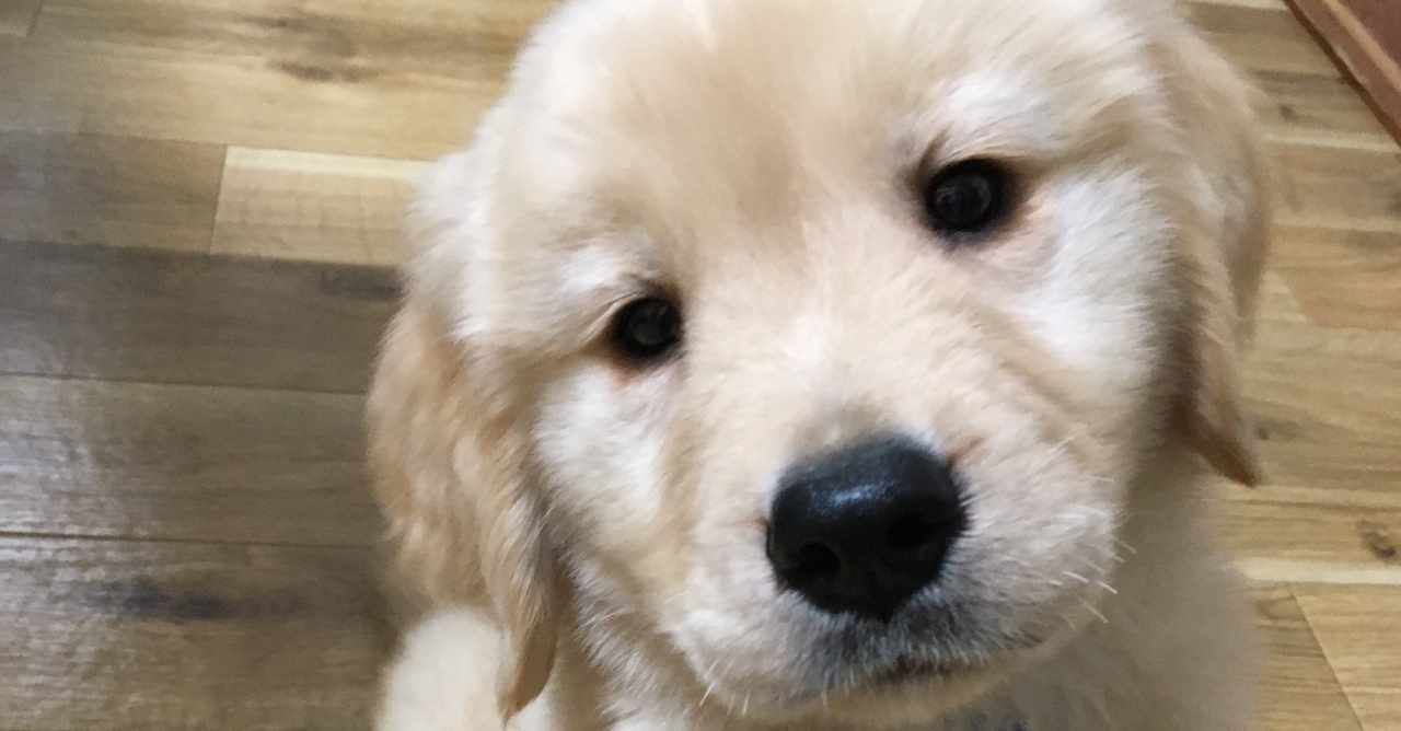 ゴールデンレトリバー子犬 の新着タグ記事一覧 Note つくる つながる とどける
