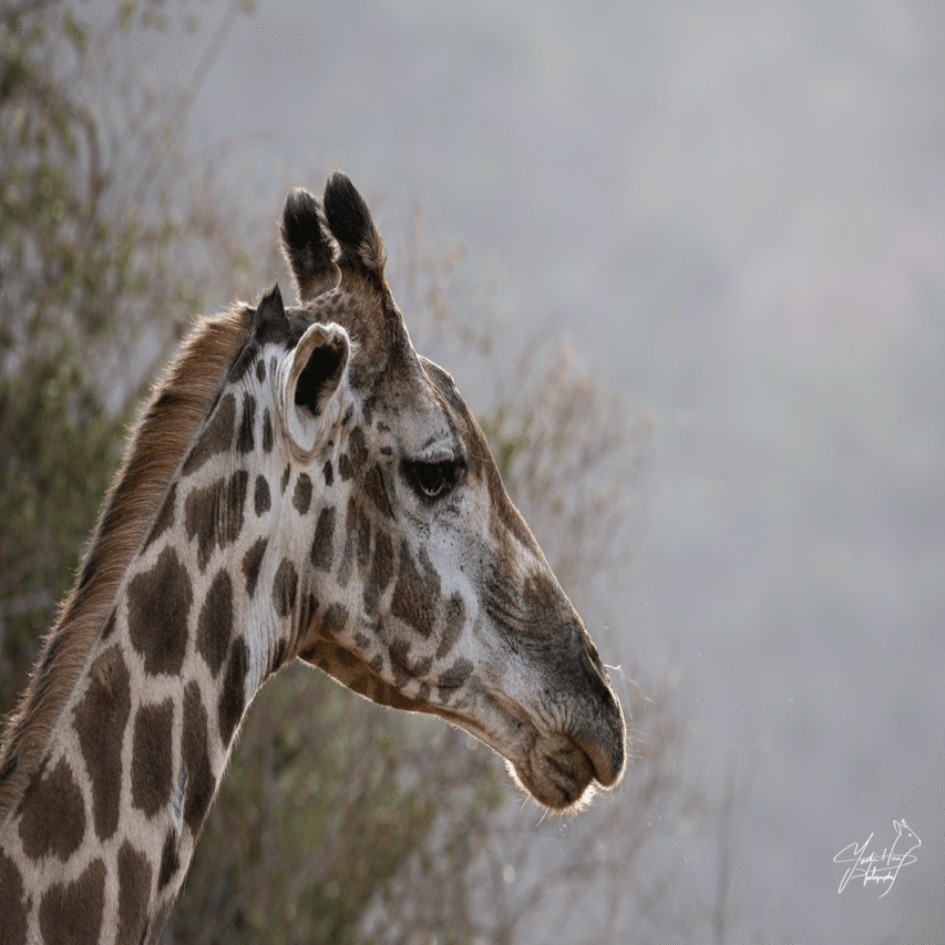 野生動物を撮る獣医学⽣｜“ありのまま”をどう撮るか 【後編