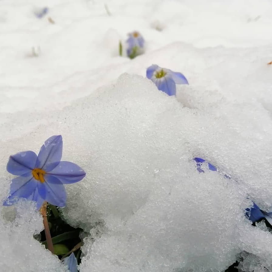 いつもの散歩道が美術館になる 美しい景色を探すな 景色の中に美しいものを見つけるんだ Byフィンセント ファン ゴッホ を実体験 新型コロナウイルスの影響による自粛続きで 散歩体験比率急 アートでハッピー Note
