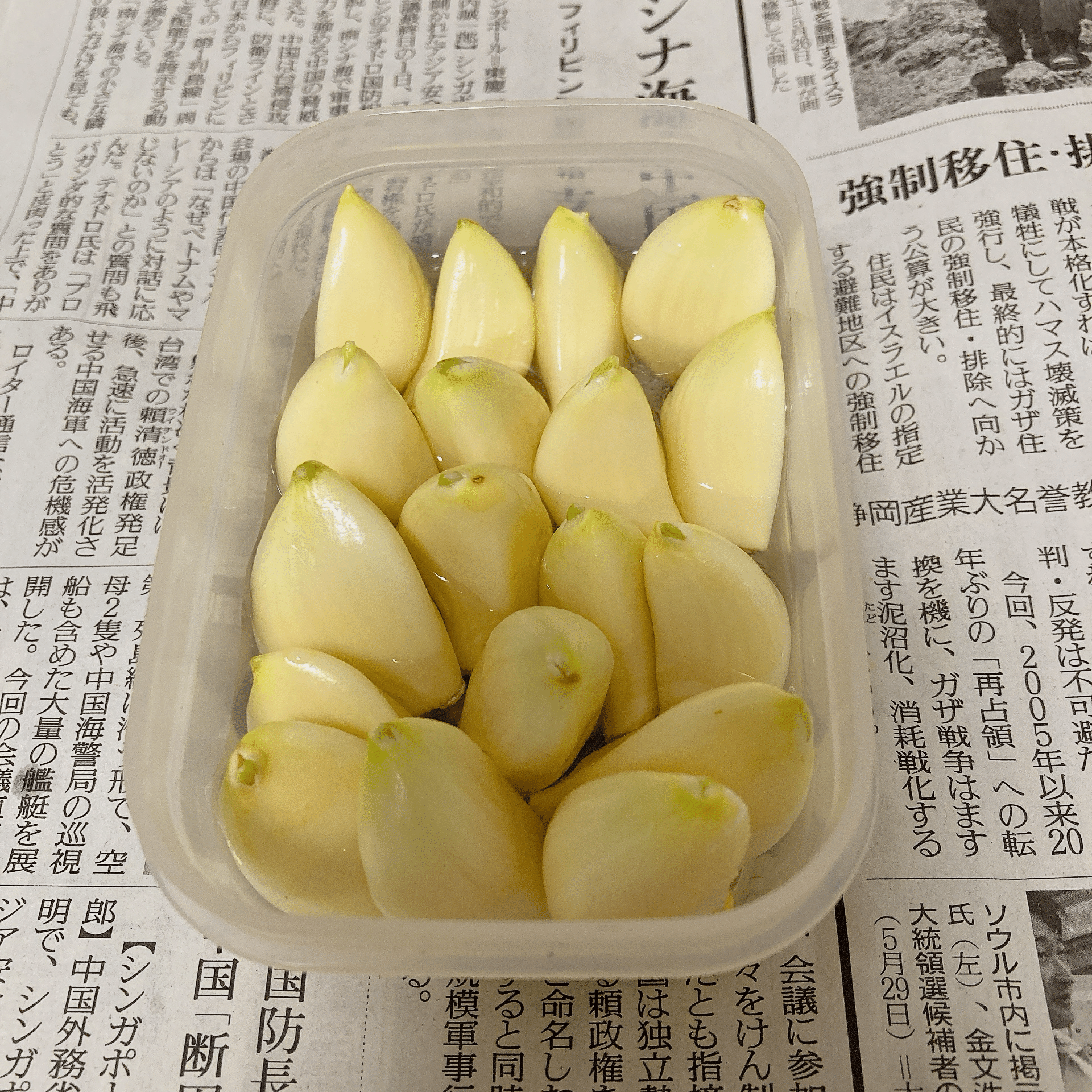 ニンニク】催芽植え付けやってみた 2025/10/28｜Ohanabatake