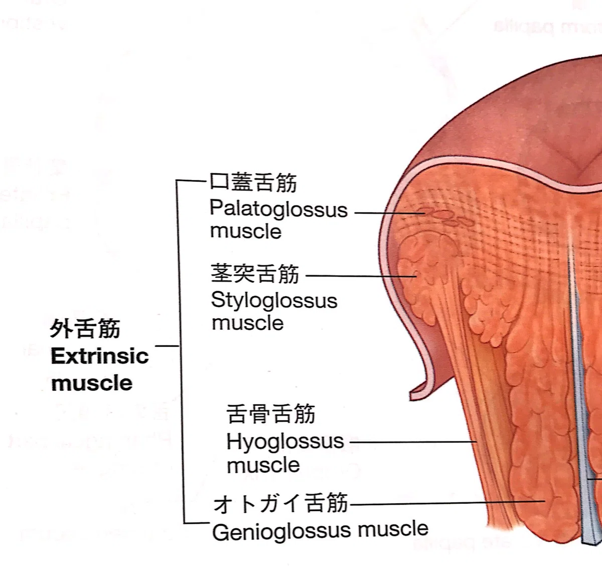 舌と免疫力について｜好きなことをして生きるひと
