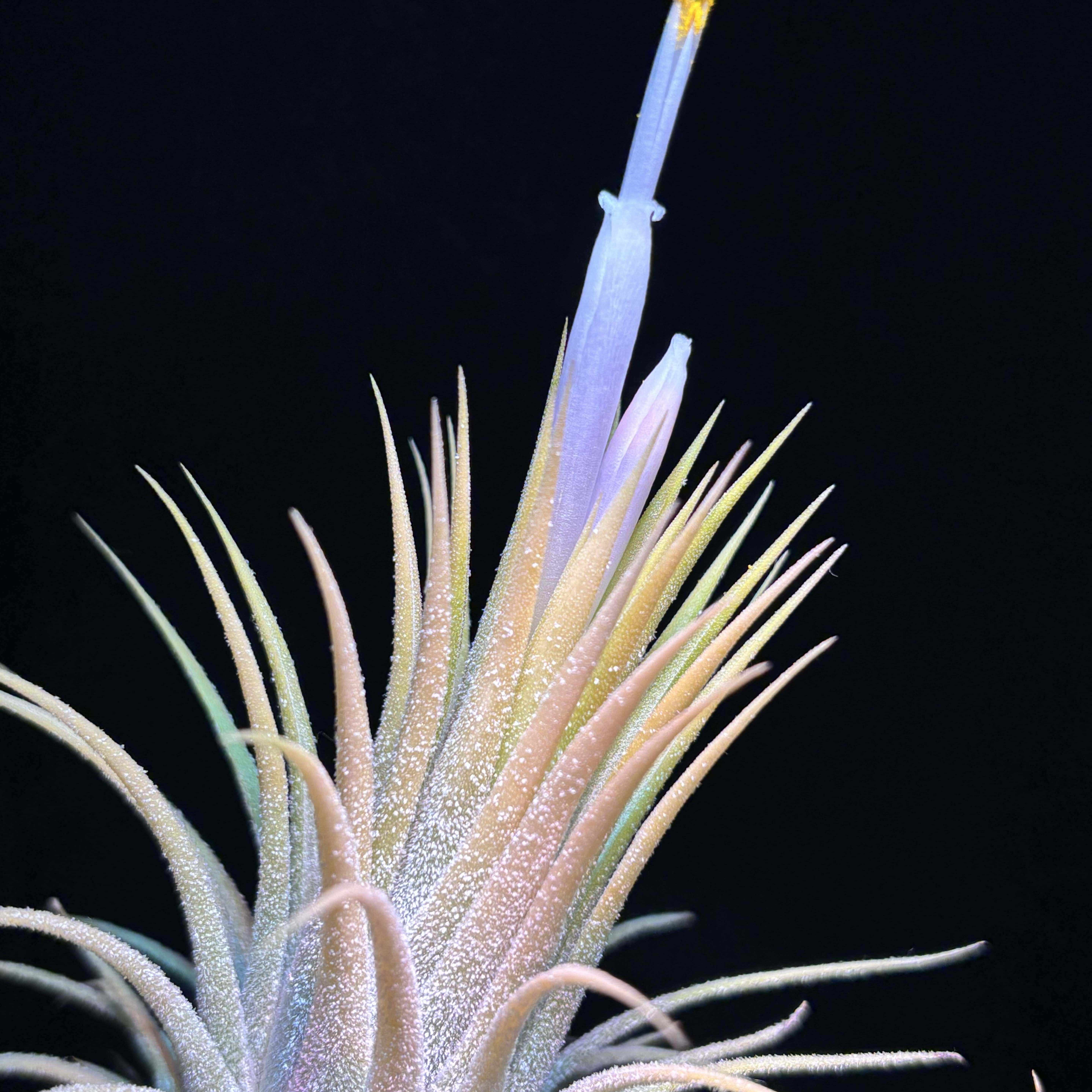 ionantha'Tall Velvet' from TI｜sioncolorwheel