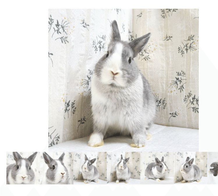 もこもこのうさぎ #1｜Ao