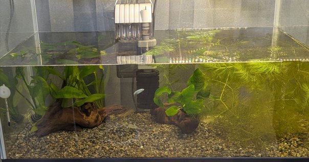 はじめてのアクアテラリウム水槽【その2：お金（総額約5万円）編