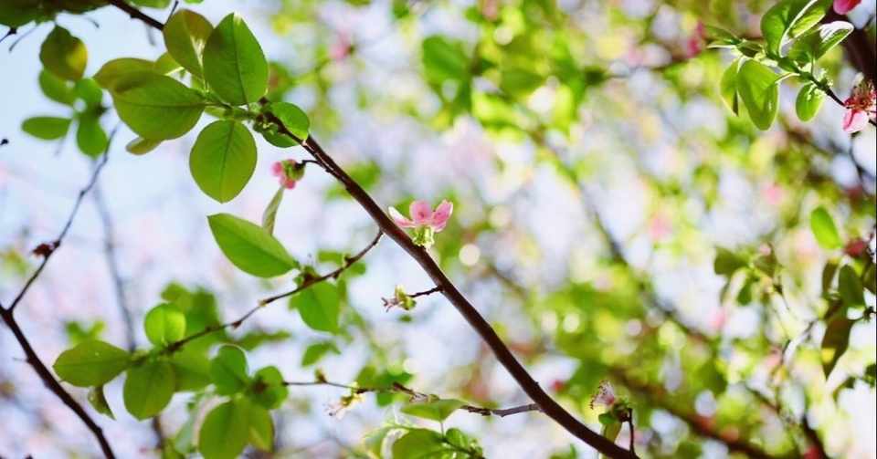 よい習慣が明日の景色を変えていく Englishchallenge 1周年記念ラジオ更新 Englishchallenge Note