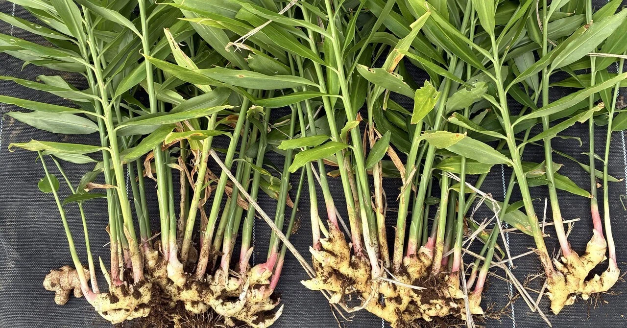 生姜の植え付けと収穫&来年用の種生姜保管〜もう一つの畑より｜mimoza