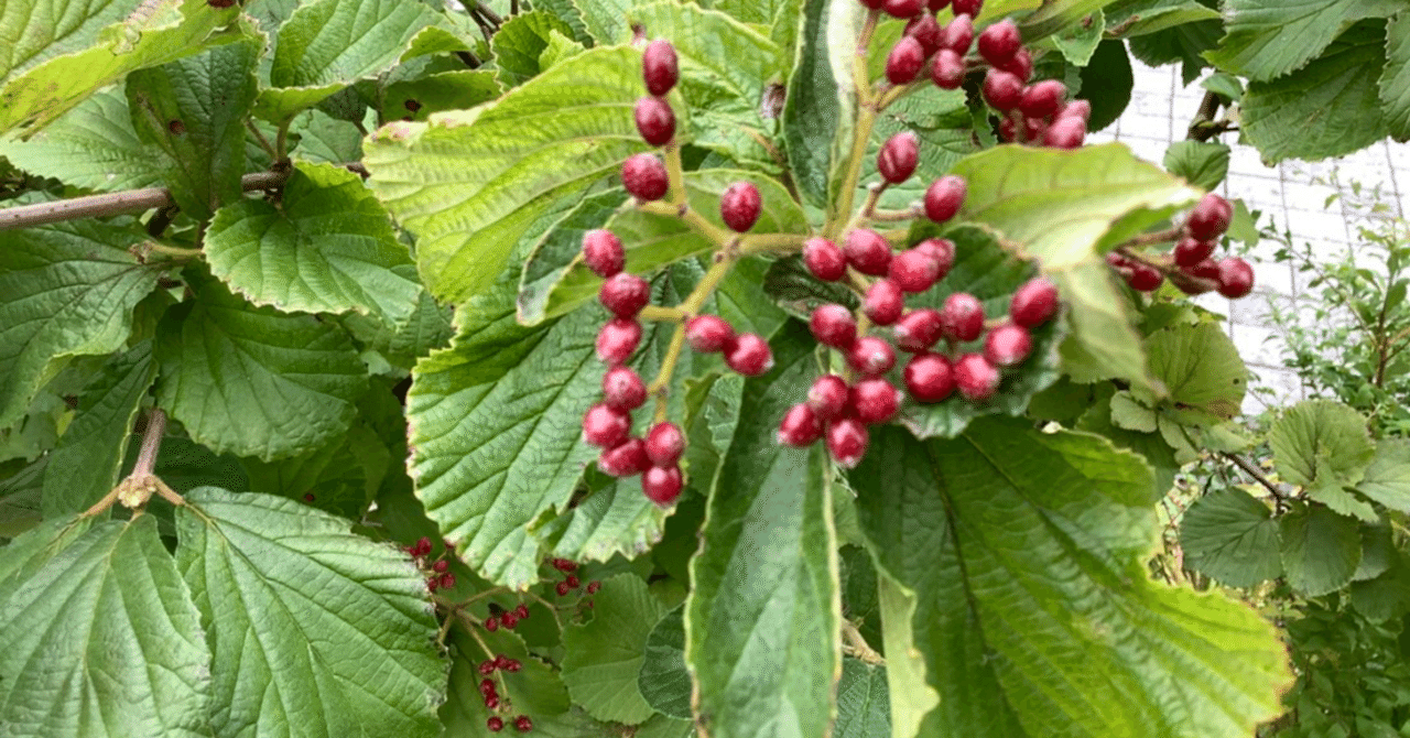 【直筆保証】色紙 今朝咲きし クチナシの又 白きこと ・・星野立子 伊吹嶺落書19年最新版
