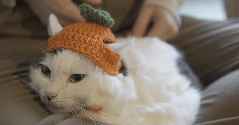 猫と編み物｜毛糸で作るにんじん帽子
