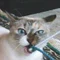 朔こまこ