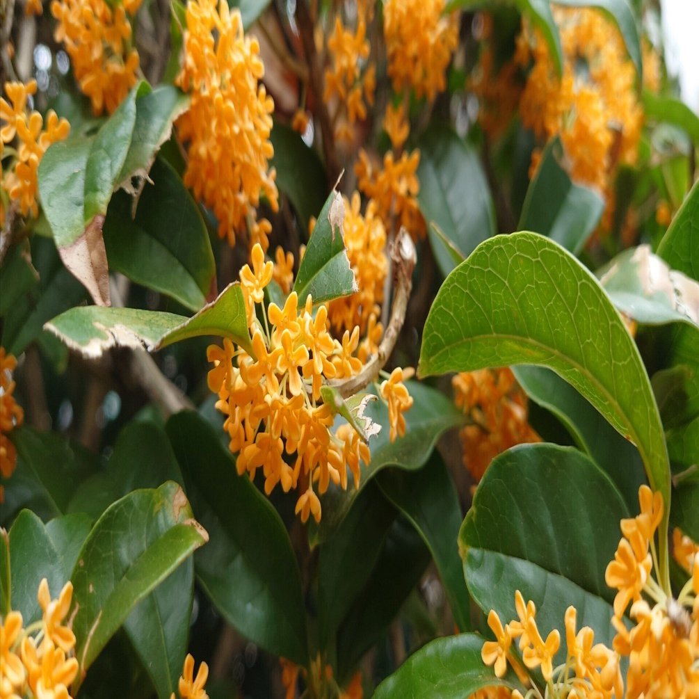 金木犀が身近になかった｜Mick（ミック）