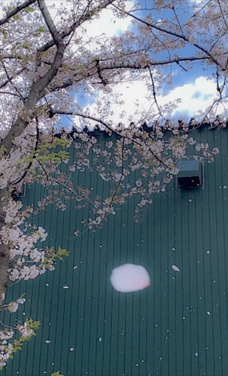 桜 舞い散る さとはる Note 桜 舞い散る さとはる Note