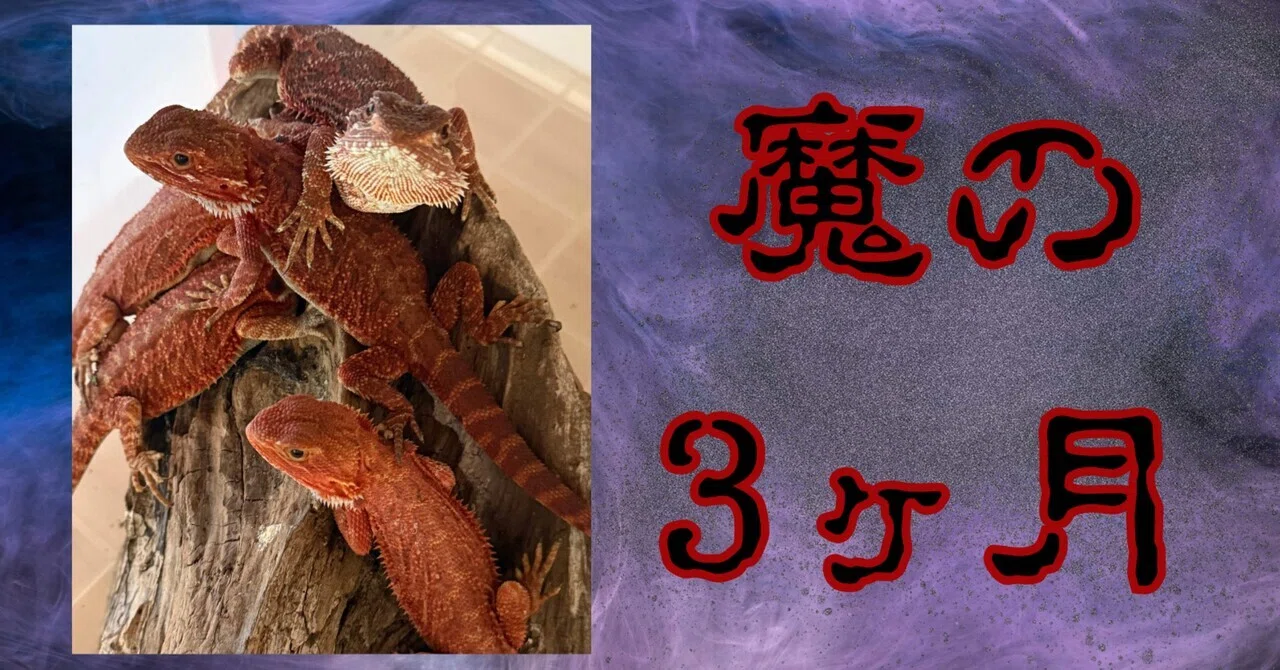 フトアゴ ヒゲ トカゲ 魔 の 3 ヶ月