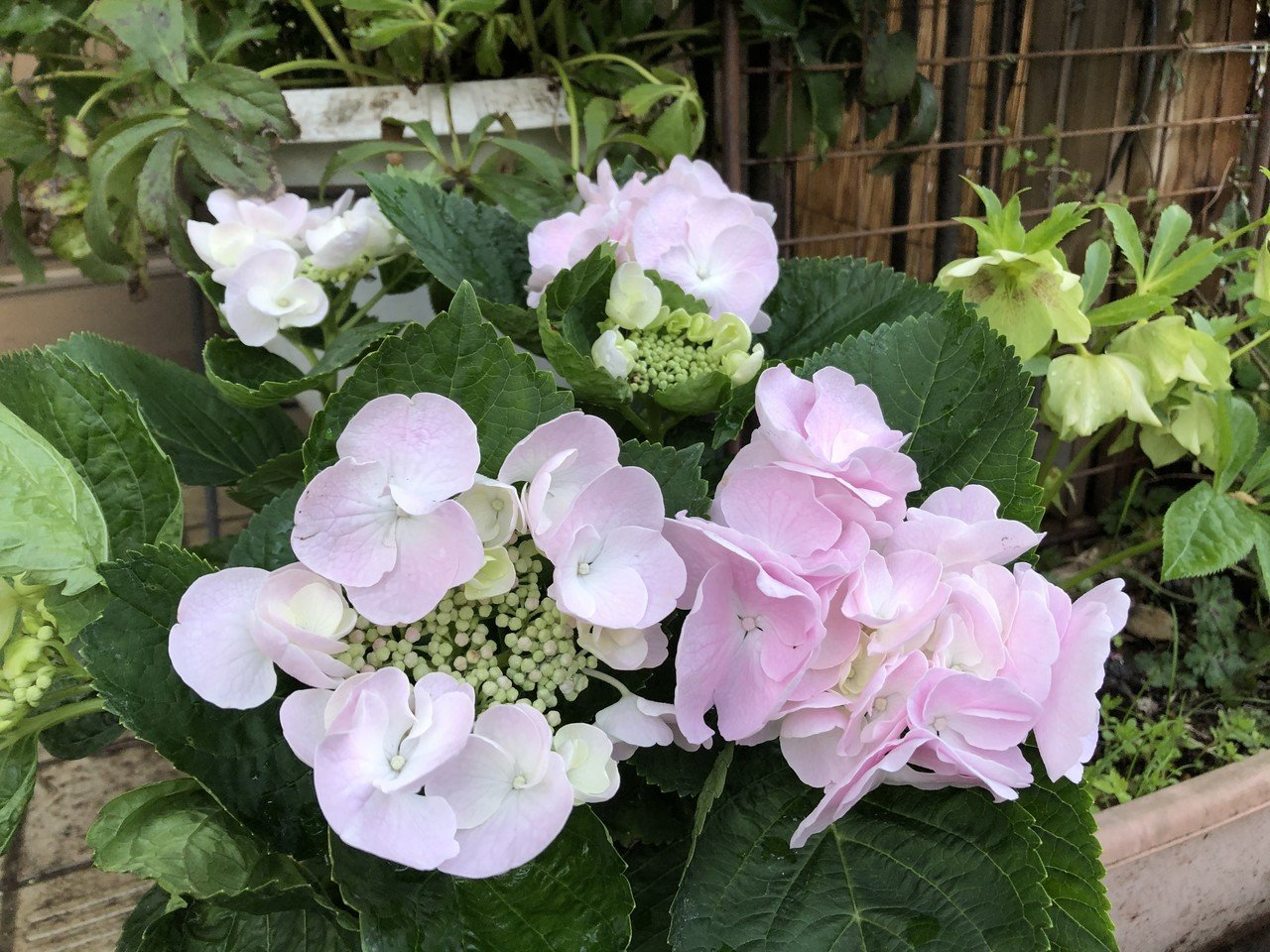 増えた2種の紫陽花 Poporin Note
