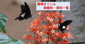 4.シジミタテハ科 掲載種類一覧｜Tropical Delights Lover