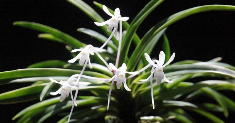 富貴蘭「鳳凰」の花｜KJ Morison