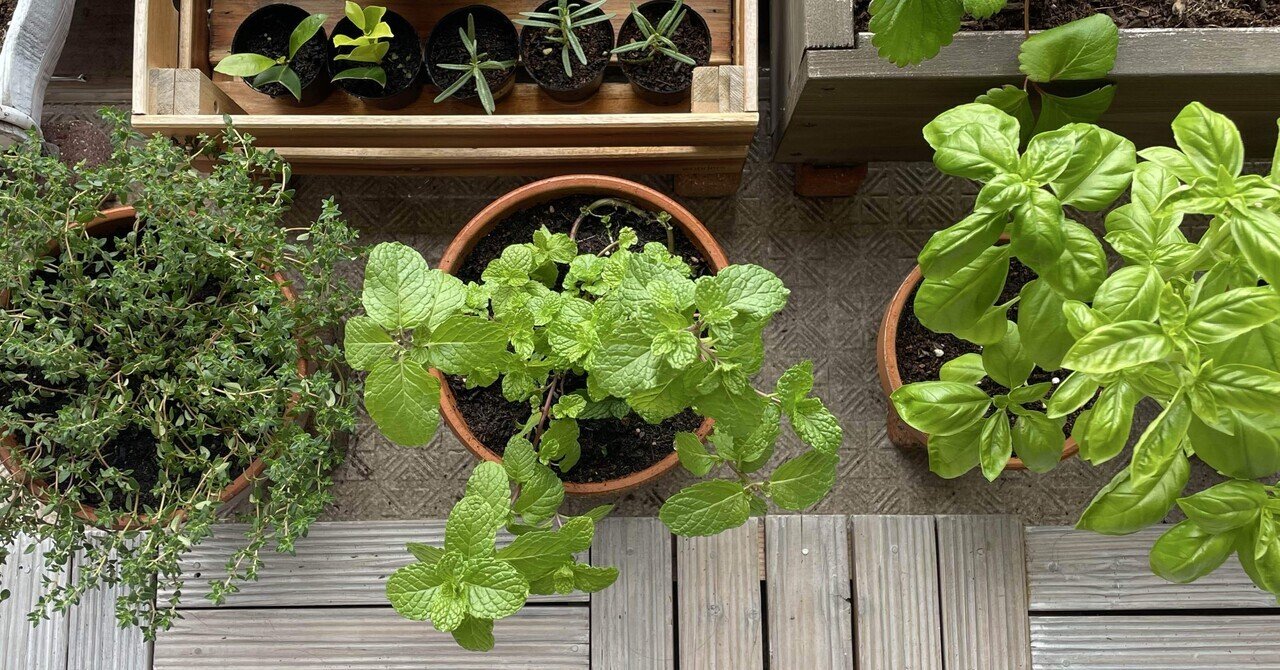 バジルの花穂の使い道｜Rina Matsunaga@Rune Witch