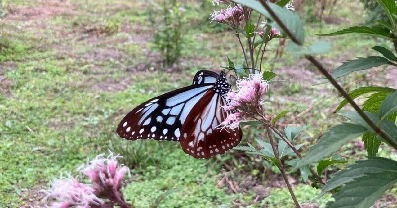 Kii Peninsula Travelogue: Resting Place of the Traveling Butterfly 🦋 A ...