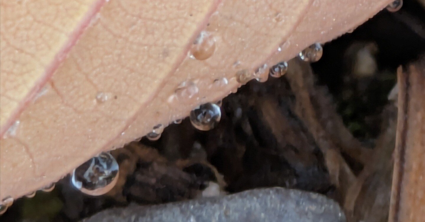 今朝の水滴⑮｜ichiro70