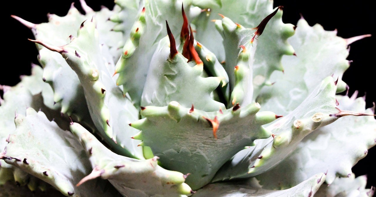 アガベ　ブルーフレイム×イシスメンシス　ダブルヘッド アガベ ブルーフレイム×イシスメンシス ダブルヘッド - メルカリ