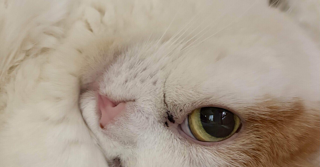 ☆透かしクマさんが綺麗Cafe猫ちゃんチャーム☆A くま キーホルダー