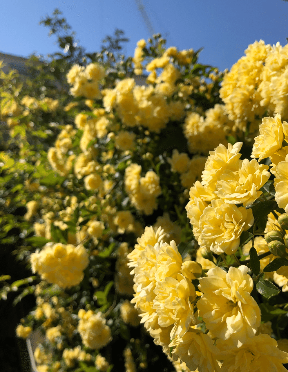 花図鑑 モッコウバラ はこねフローリスト Note 花図鑑 モッコウバラ はこねフローリスト Note