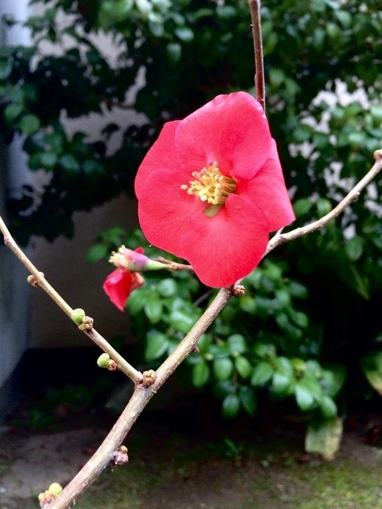 木瓜。寒空に紅