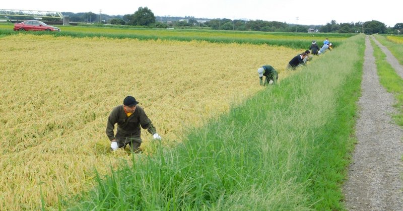 20251104ふかいメルマガ215回　新米が届きました！